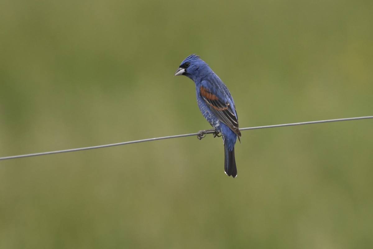 Blue Grosbeak - ML636006442