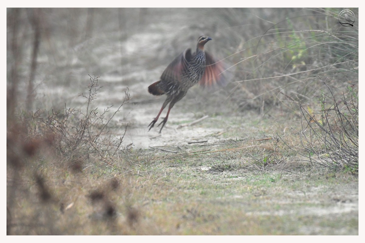Swamp Francolin - ML636006553