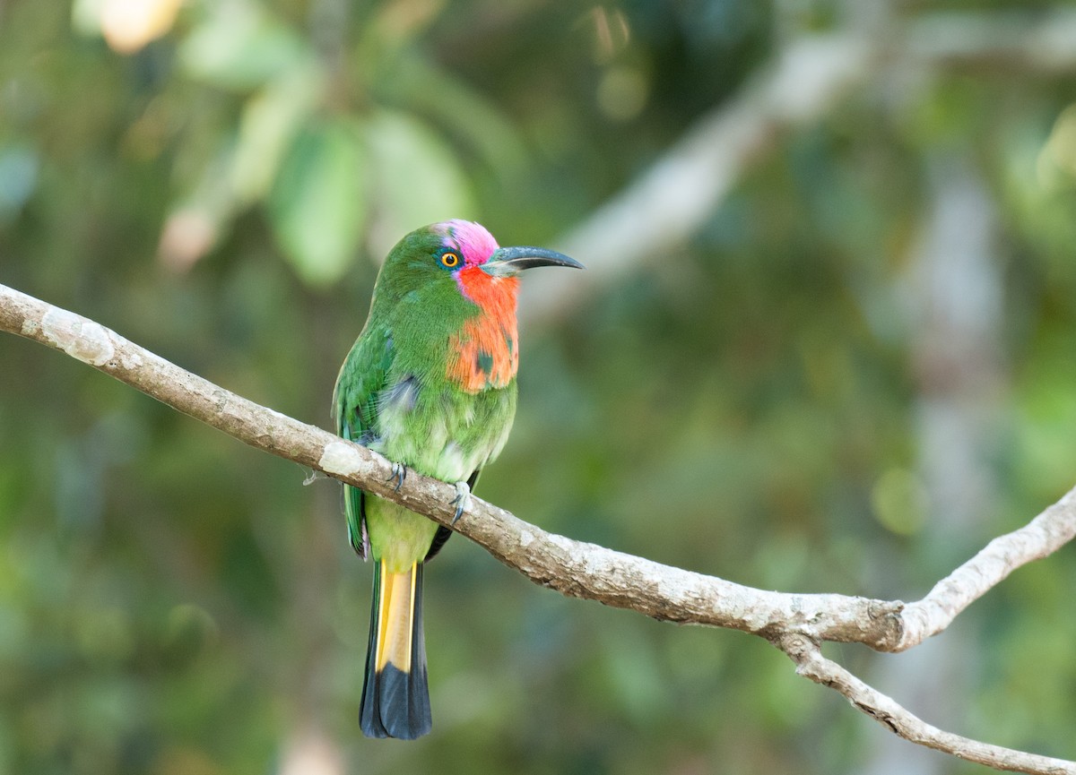 Red-bearded Bee-eater - ML636006559