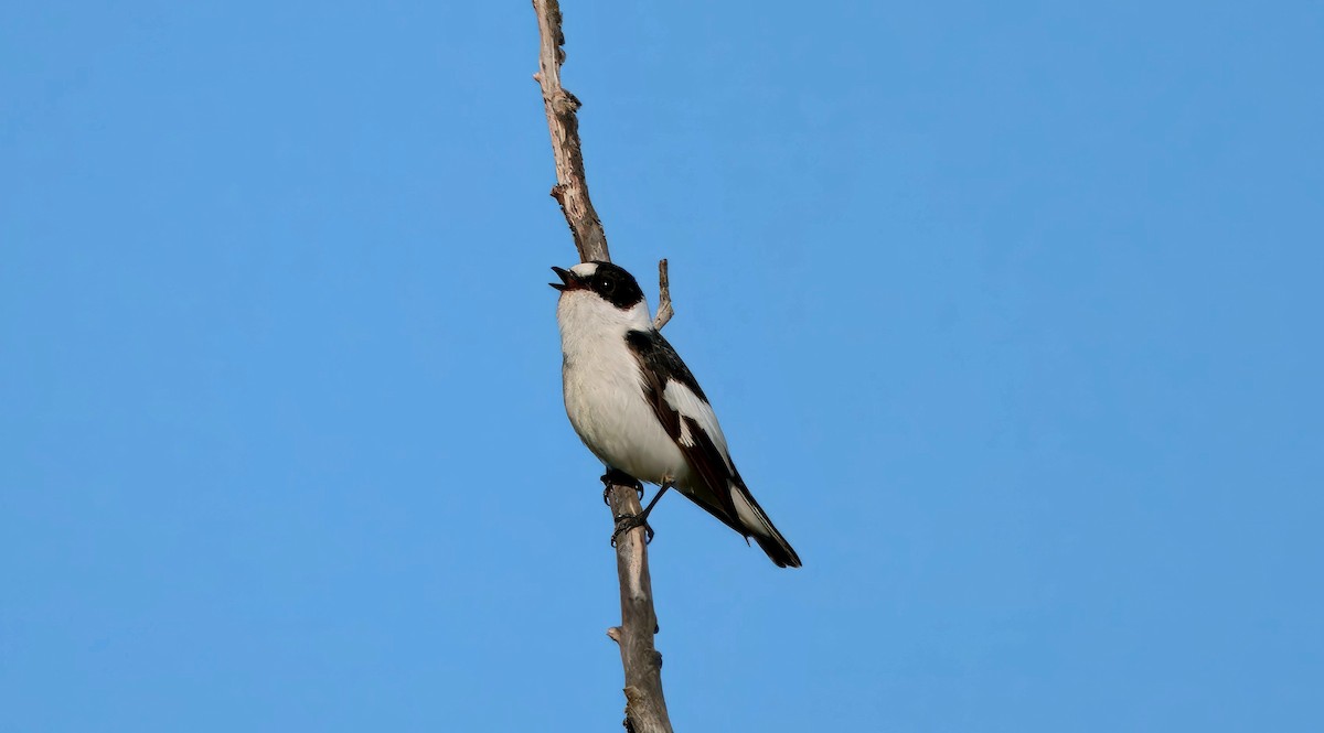 lejsek bělokrký - ML636006577