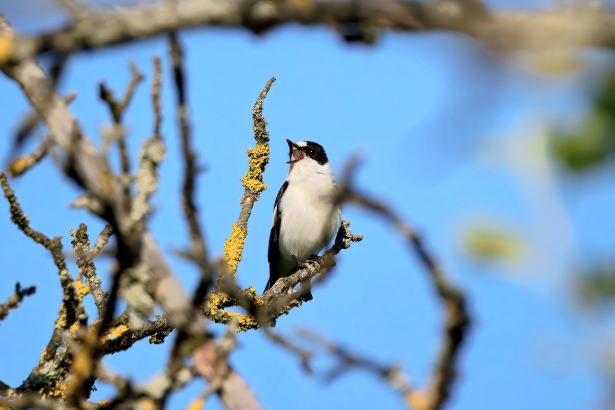 lejsek bělokrký - ML636006578