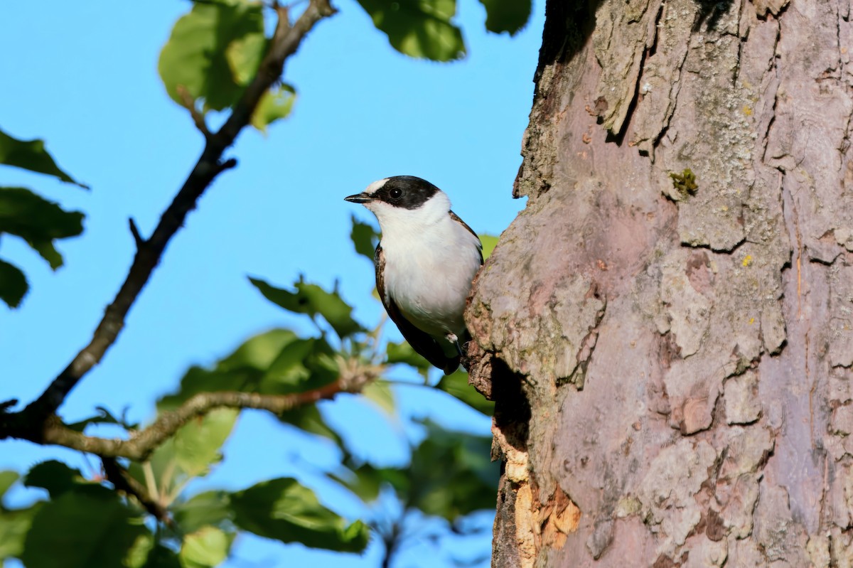 lejsek bělokrký - ML636006579