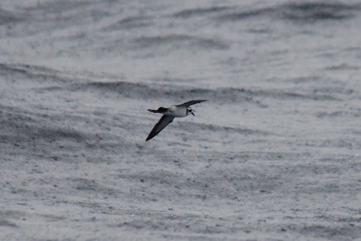 White-faced Storm-Petrel - Connor Armstrong