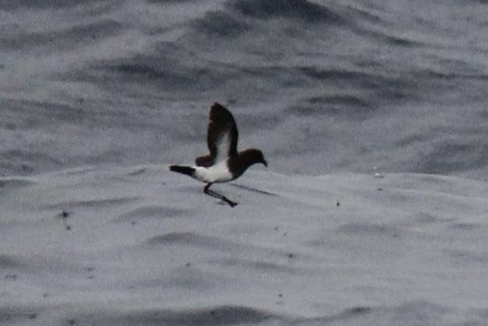 Black-bellied Storm-Petrel - Connor Armstrong