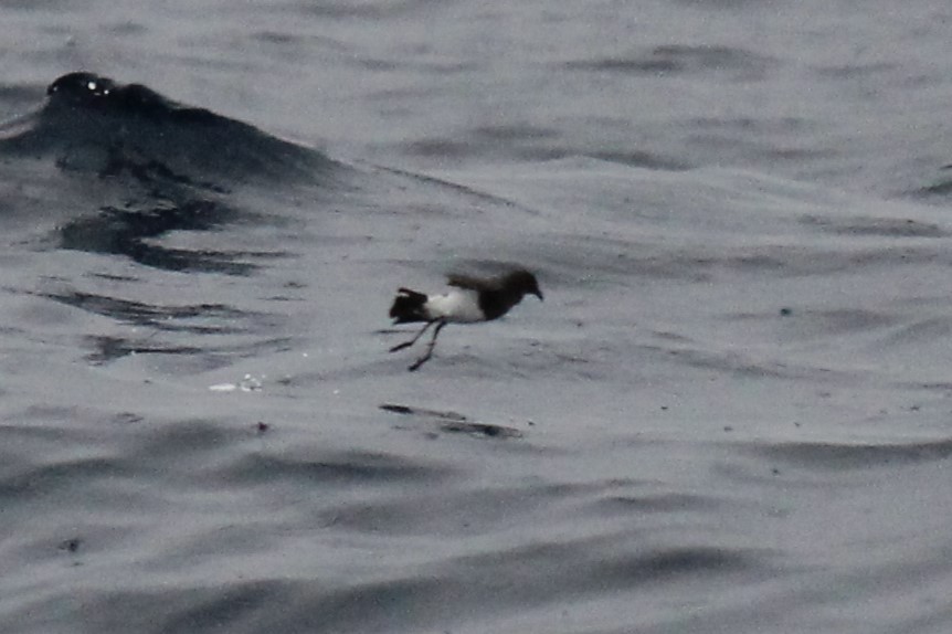 Black-bellied Storm-Petrel - Connor Armstrong