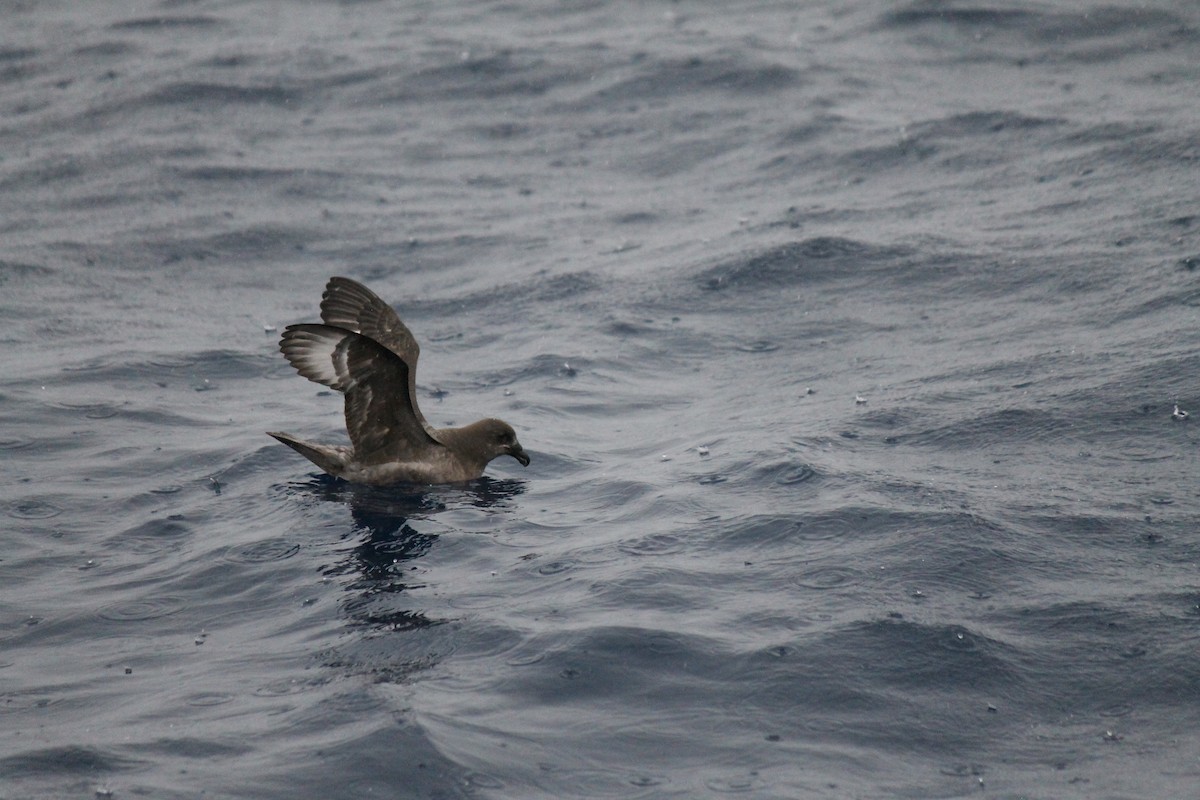 Providence Petrel - Connor Armstrong