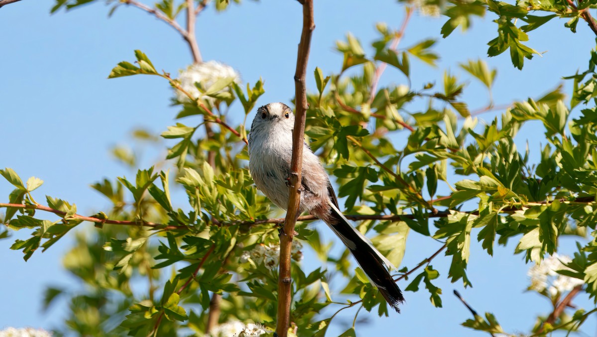 mlynařík dlouhoocasý - ML636006624