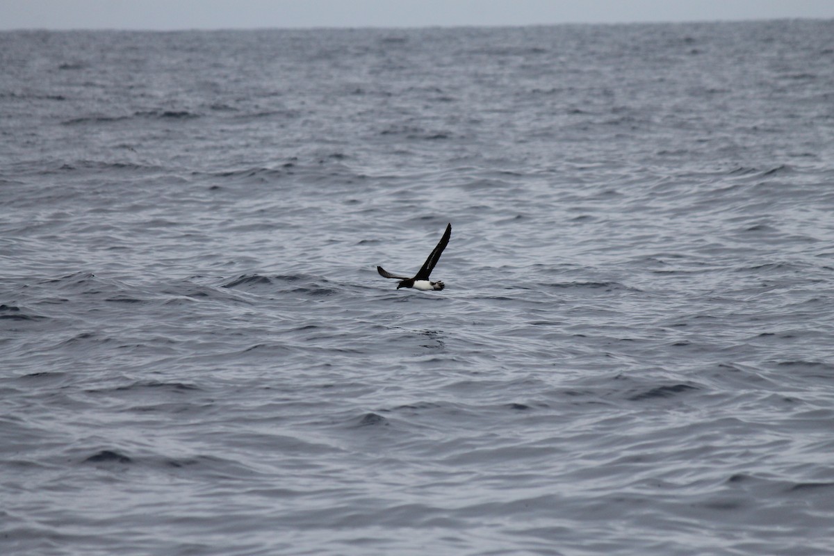 Tahiti Petrel - Connor Armstrong