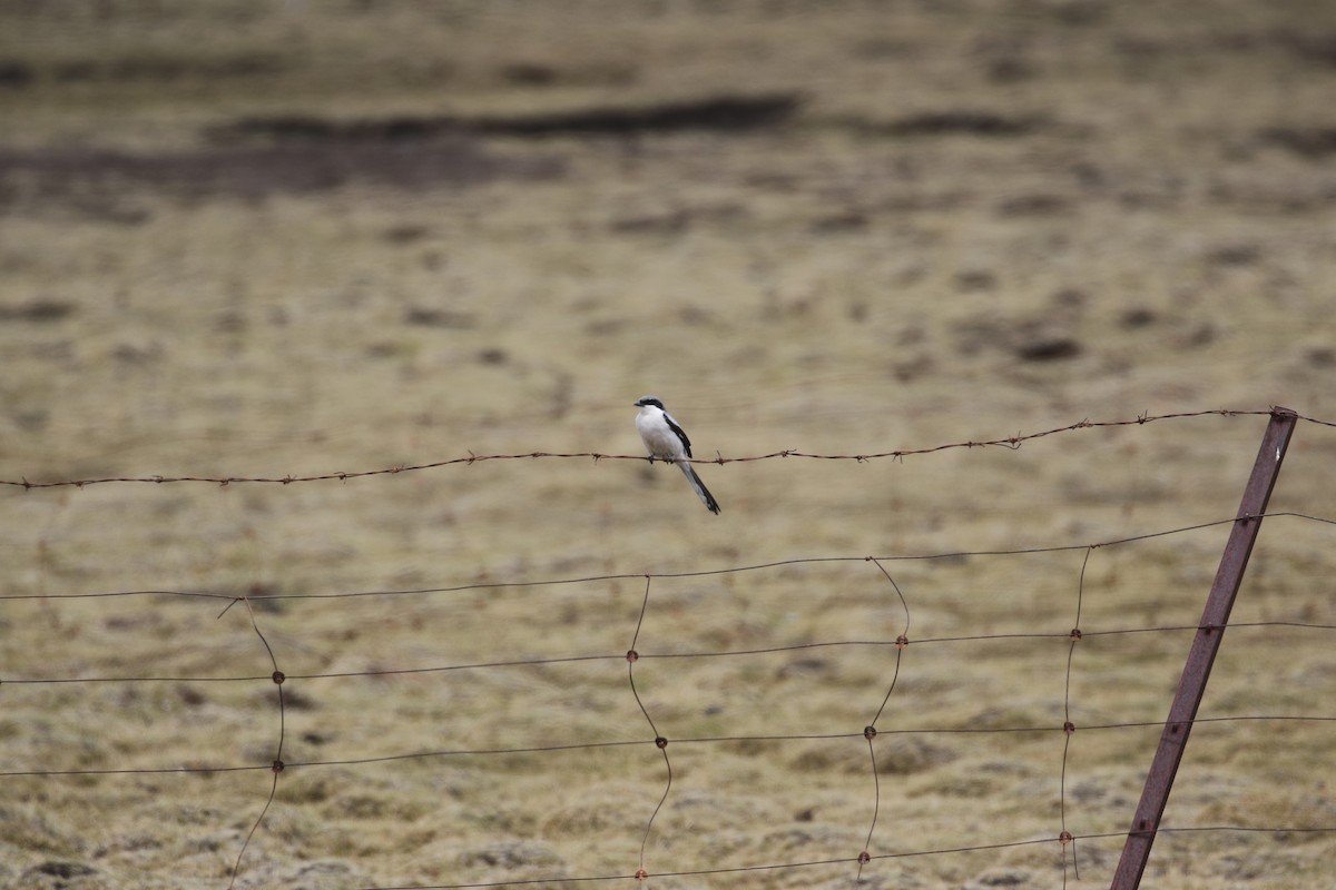 Giant Shrike - ML636006671