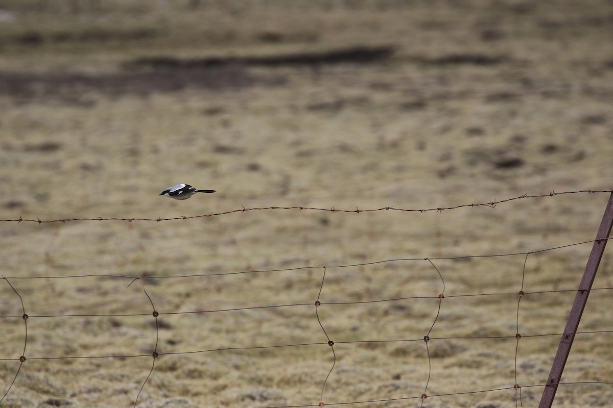 Giant Shrike - ML636006672