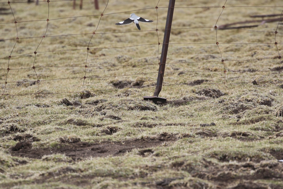 Giant Shrike - ML636006673