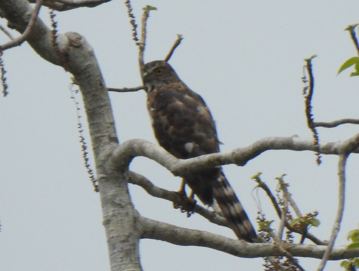 Crested Goshawk - ML636006676