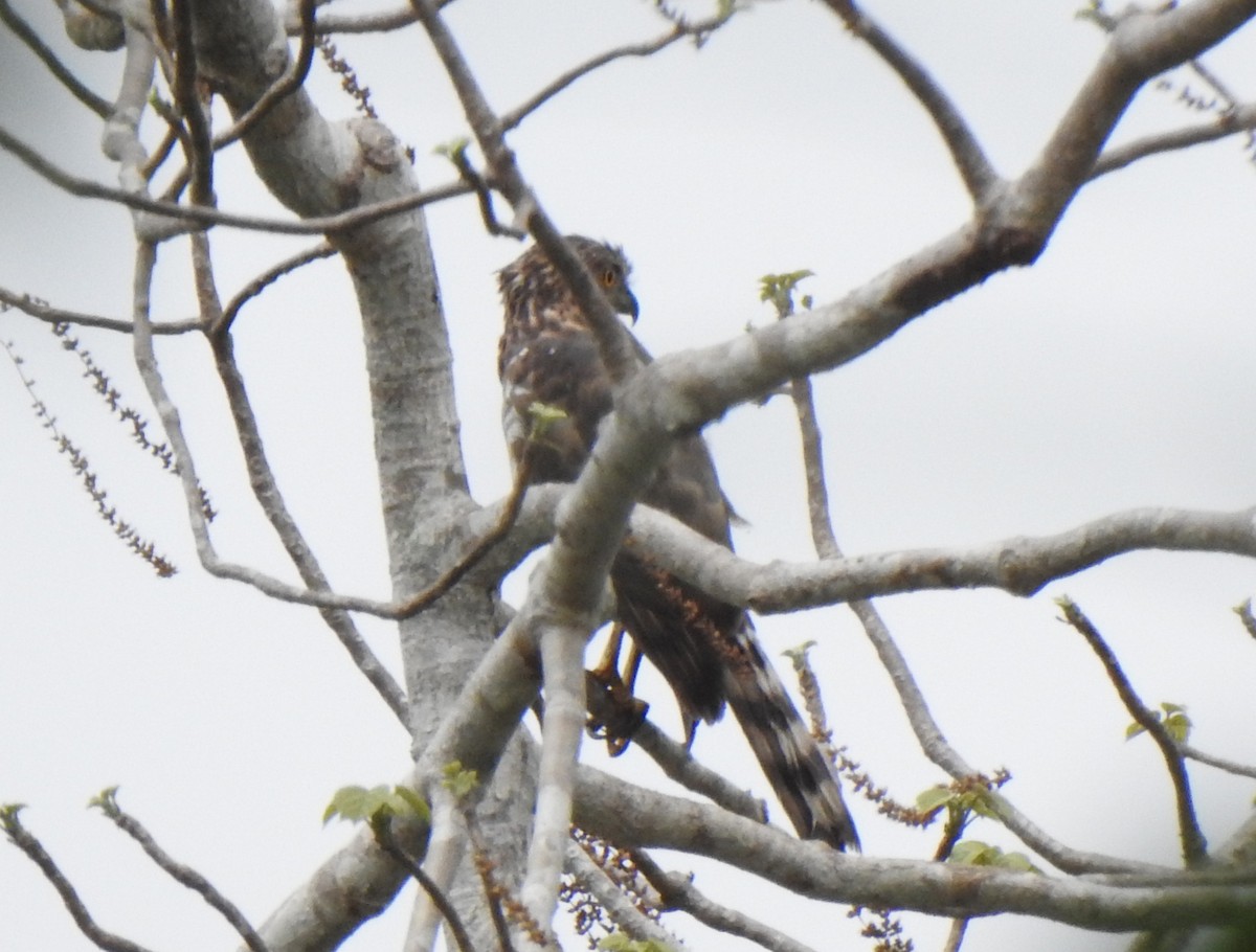 Crested Goshawk - ML636006677