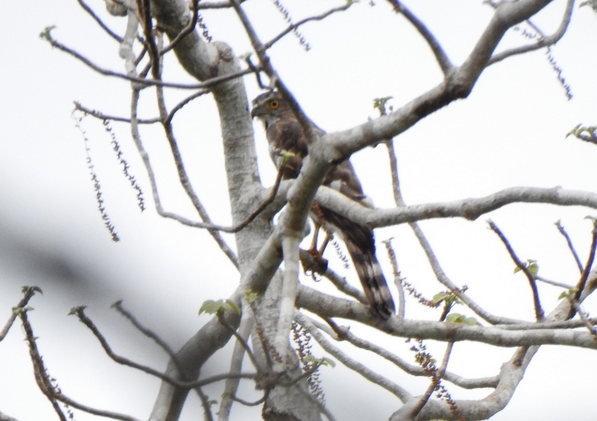 Crested Goshawk - ML636006680
