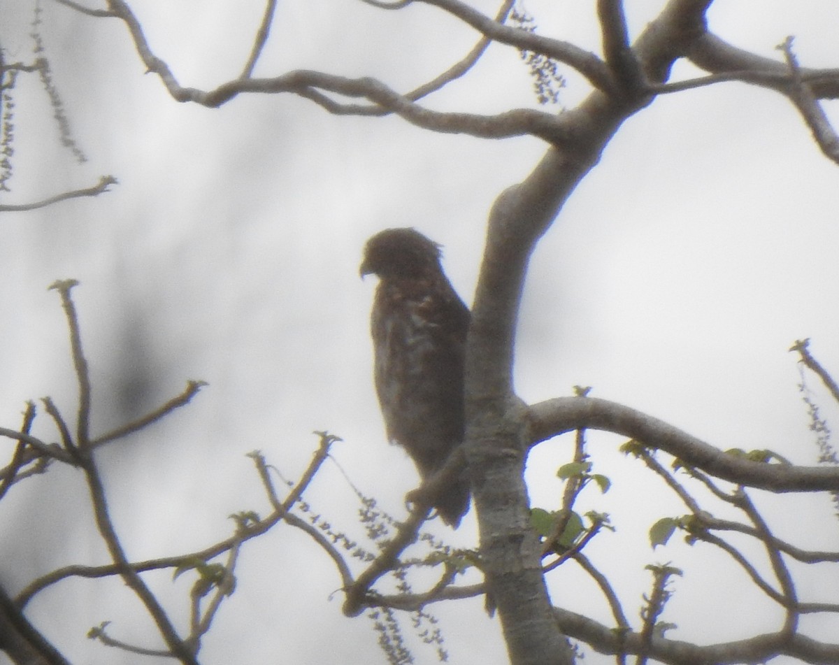 Crested Goshawk - ML636006681