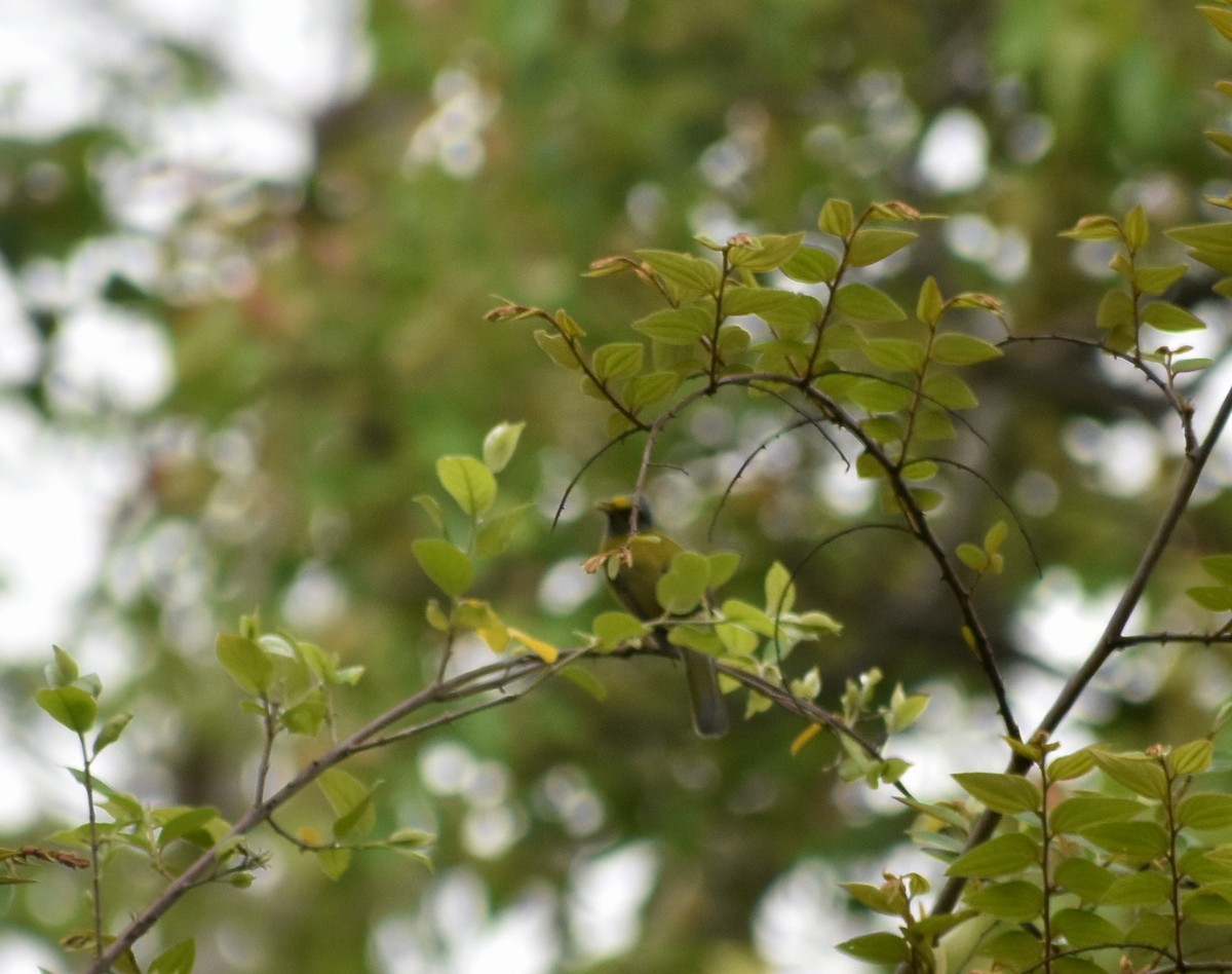 Gray-headed Bulbul - ML636006706