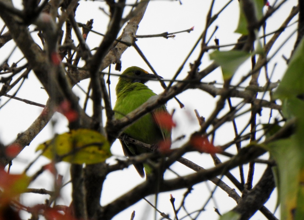 Golden-fronted Leafbird - ML636006713