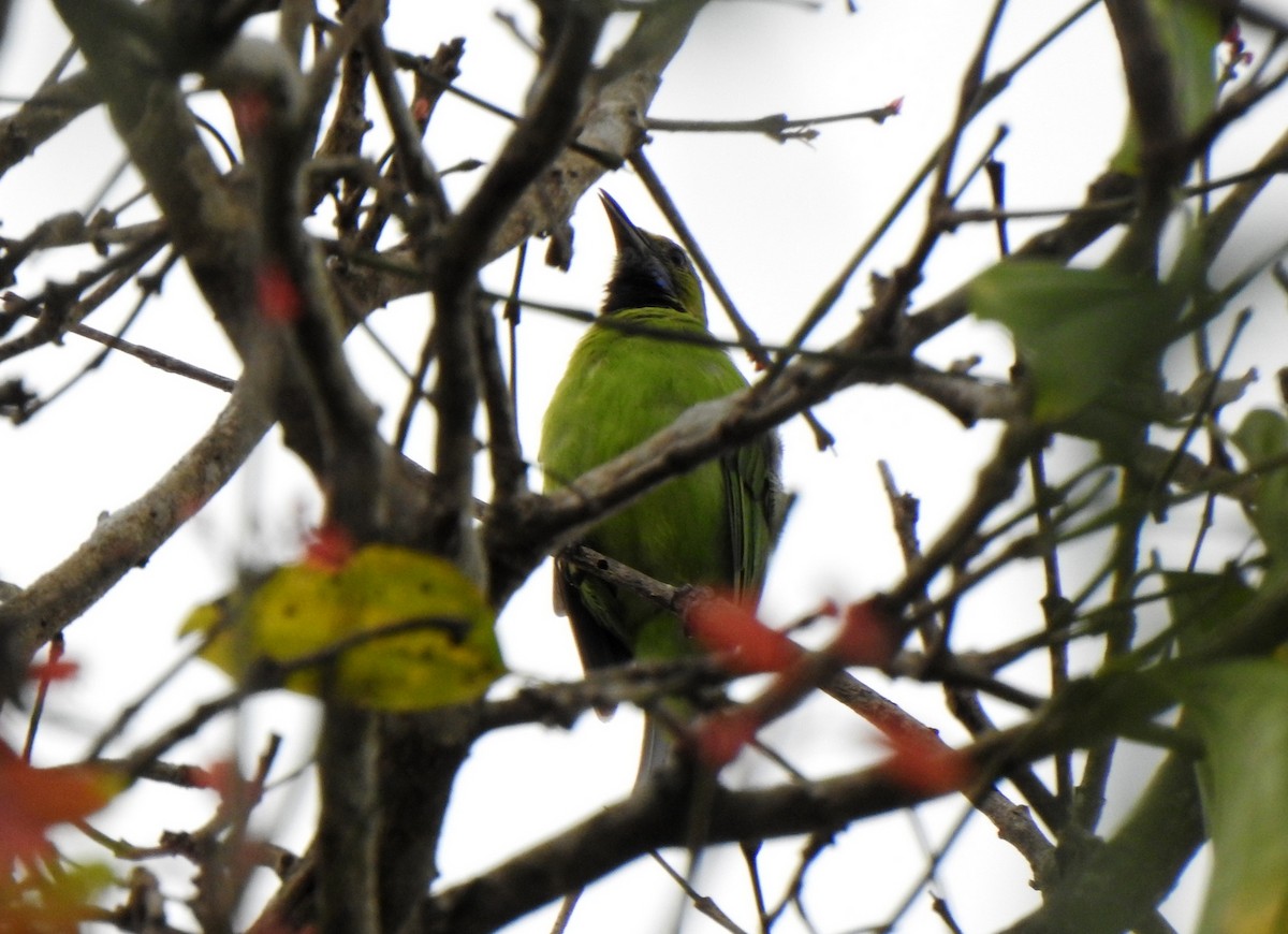 Golden-fronted Leafbird - ML636006714