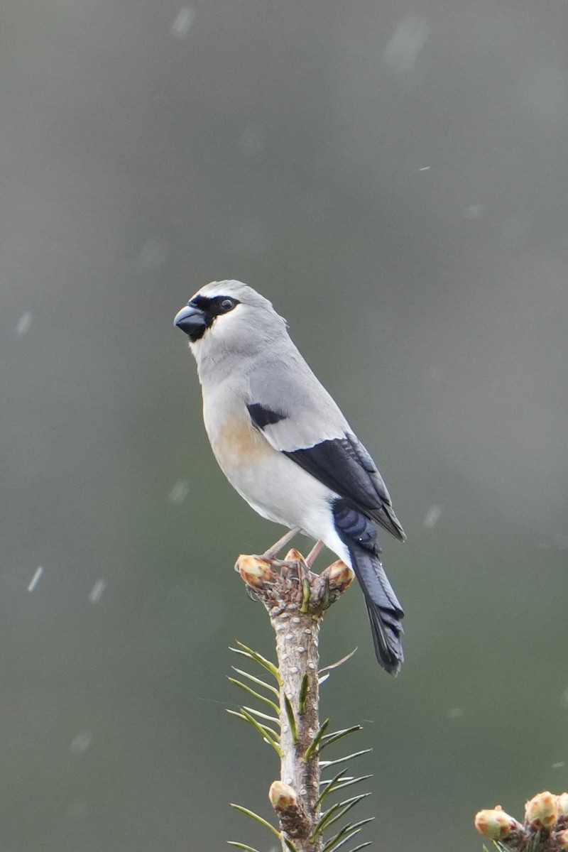 Taiwan Bullfinch - ML636006848