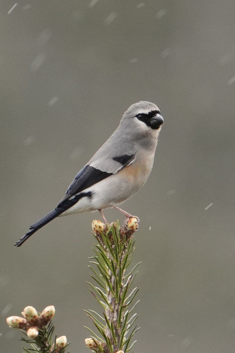 Taiwan Bullfinch - ML636006849