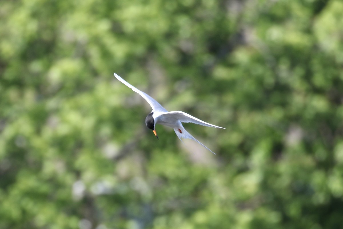Forster's Tern - ML636006869