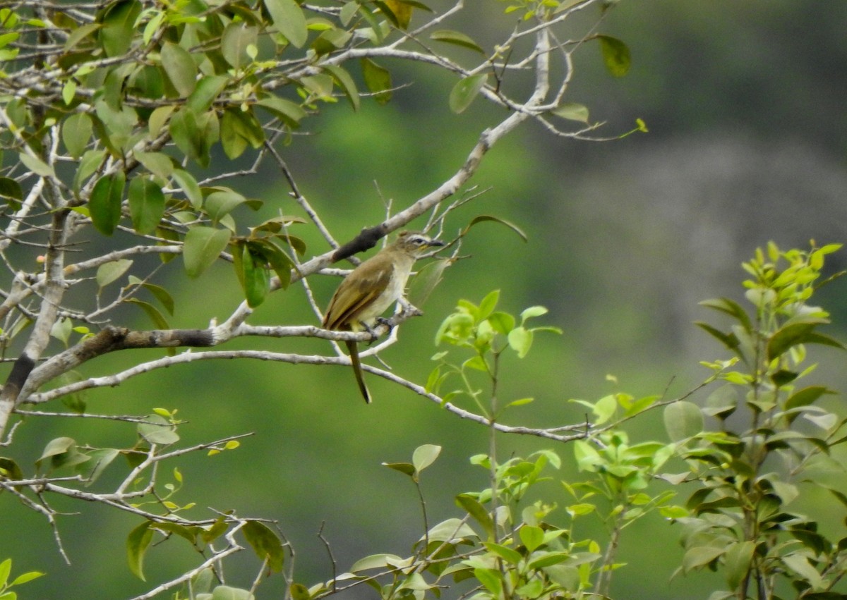 White-browed Bulbul - ML636006921