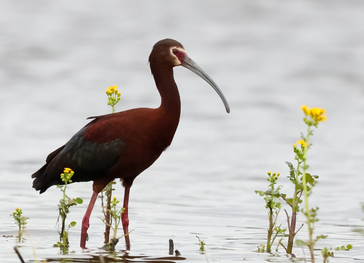 ibis americký - ML636006947