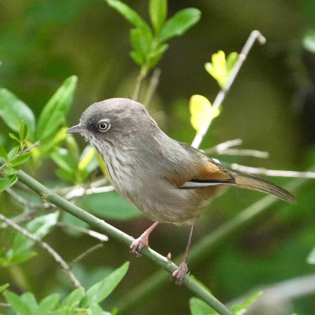 Taiwangrasmücke - ML636006972