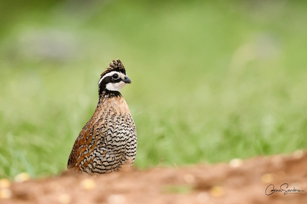 Northern Bobwhite - ML636007022