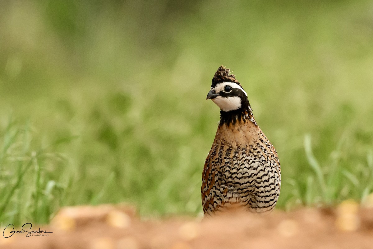 Northern Bobwhite - ML636007023