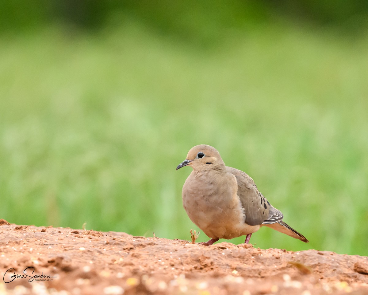 Mourning Dove - ML636007066