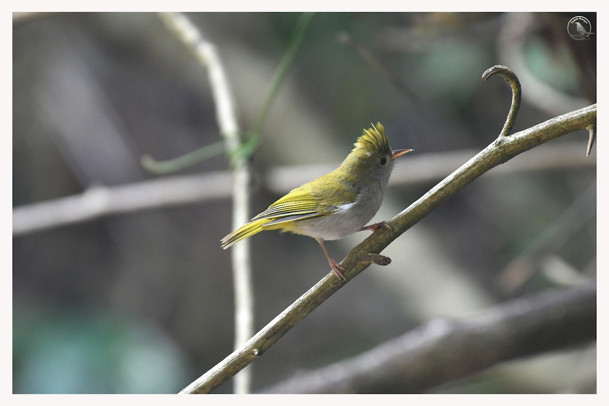 White-bellied Erpornis - Rajesh Mangal