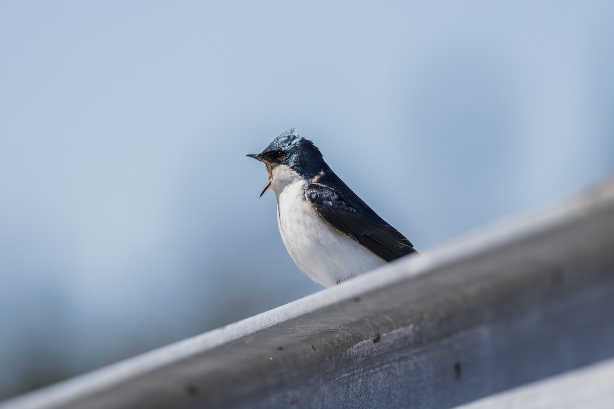 Tree Swallow - ML636007082