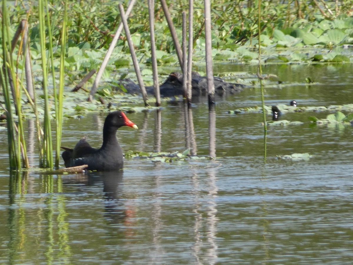 Common Gallinule - ML636007090