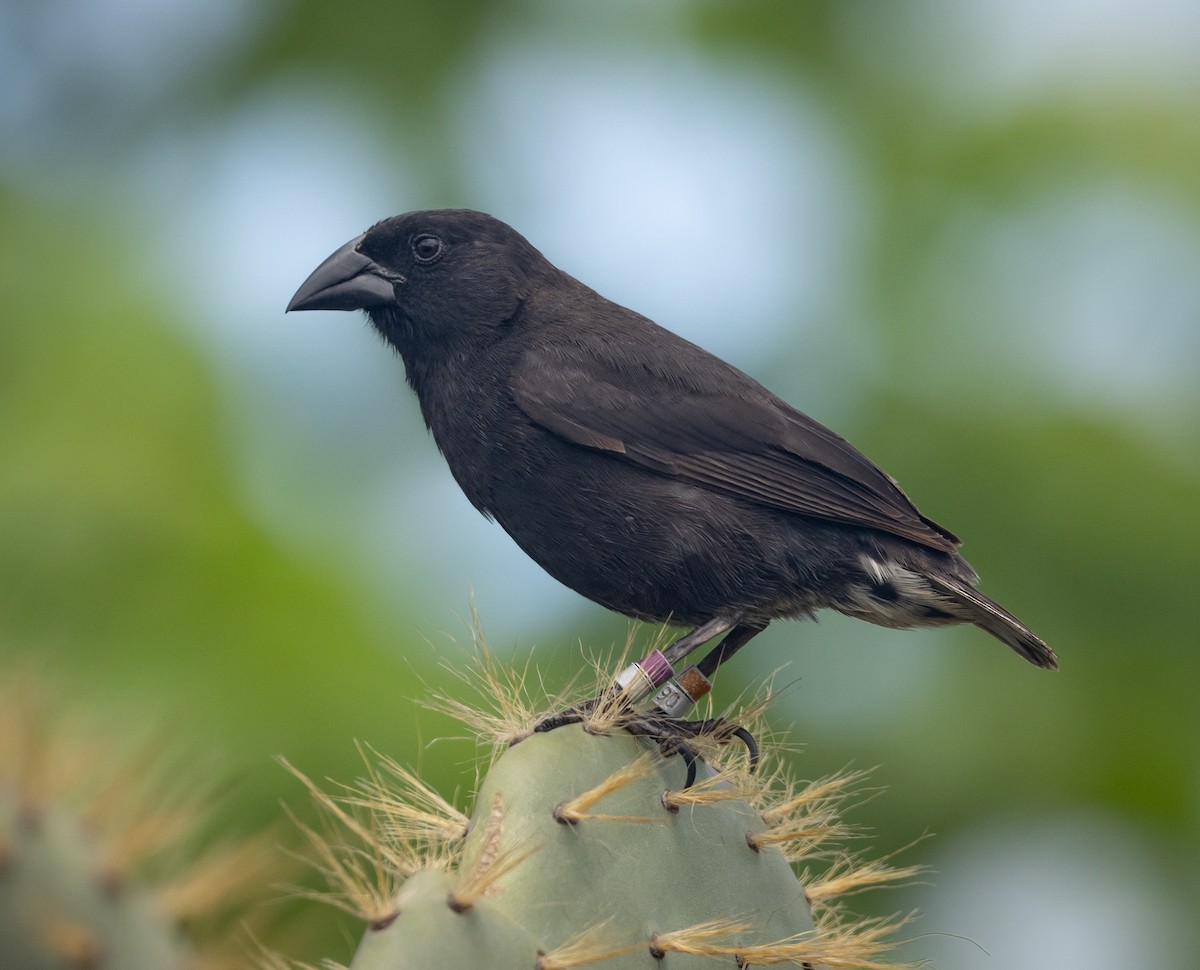 Common Cactus-Finch - ML636007142