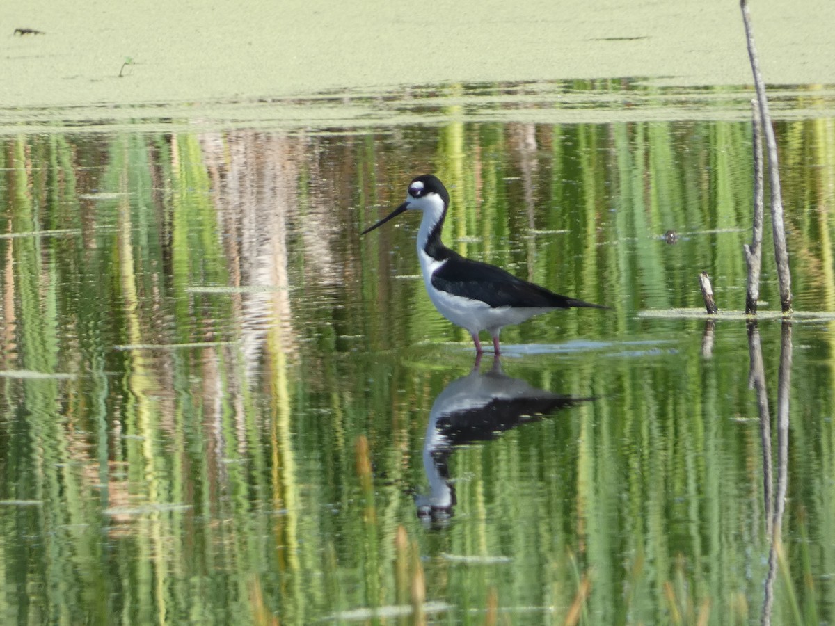 Black-necked Stilt - ML636007147