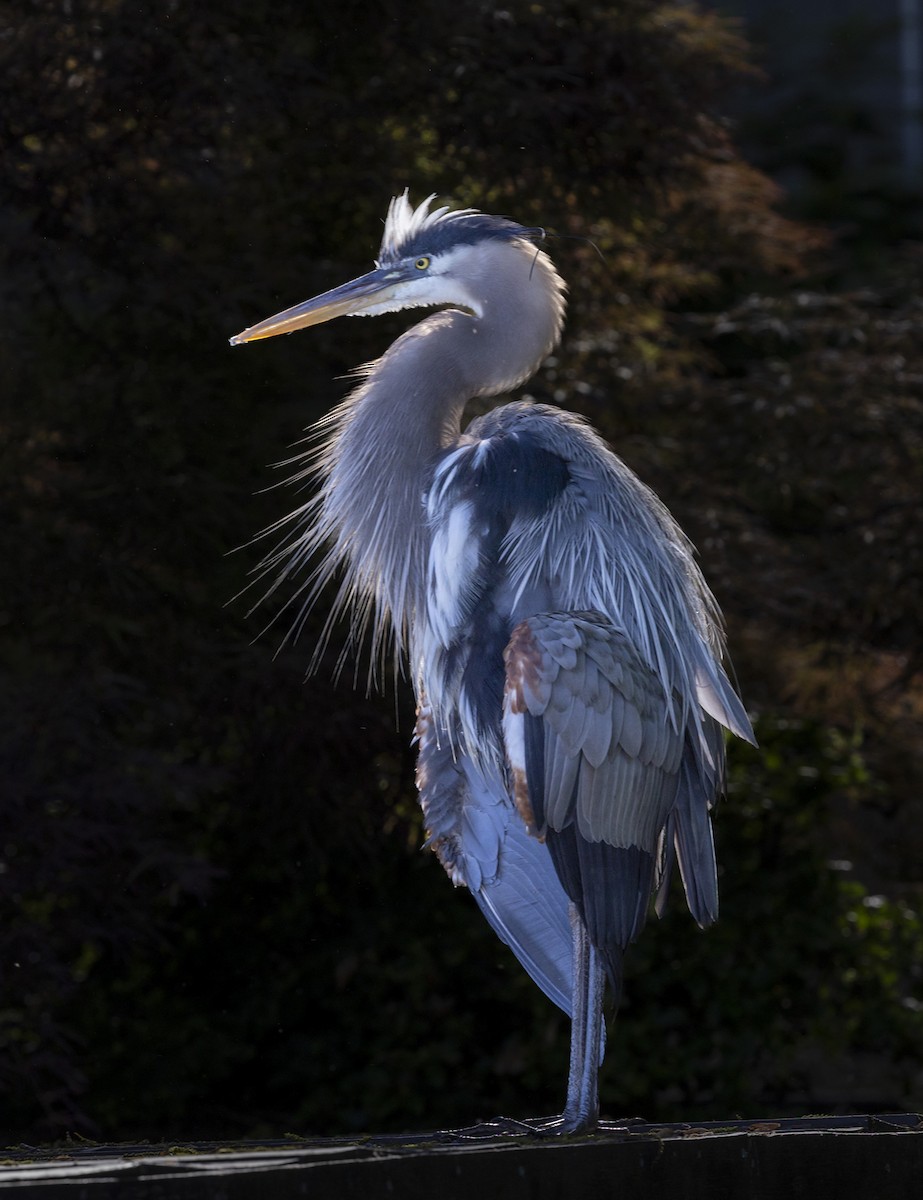 volavka velká - ML636007168