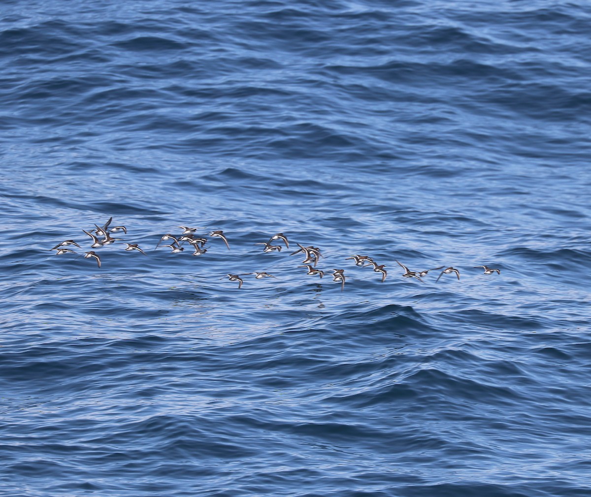Red-necked Phalarope - ML636007189