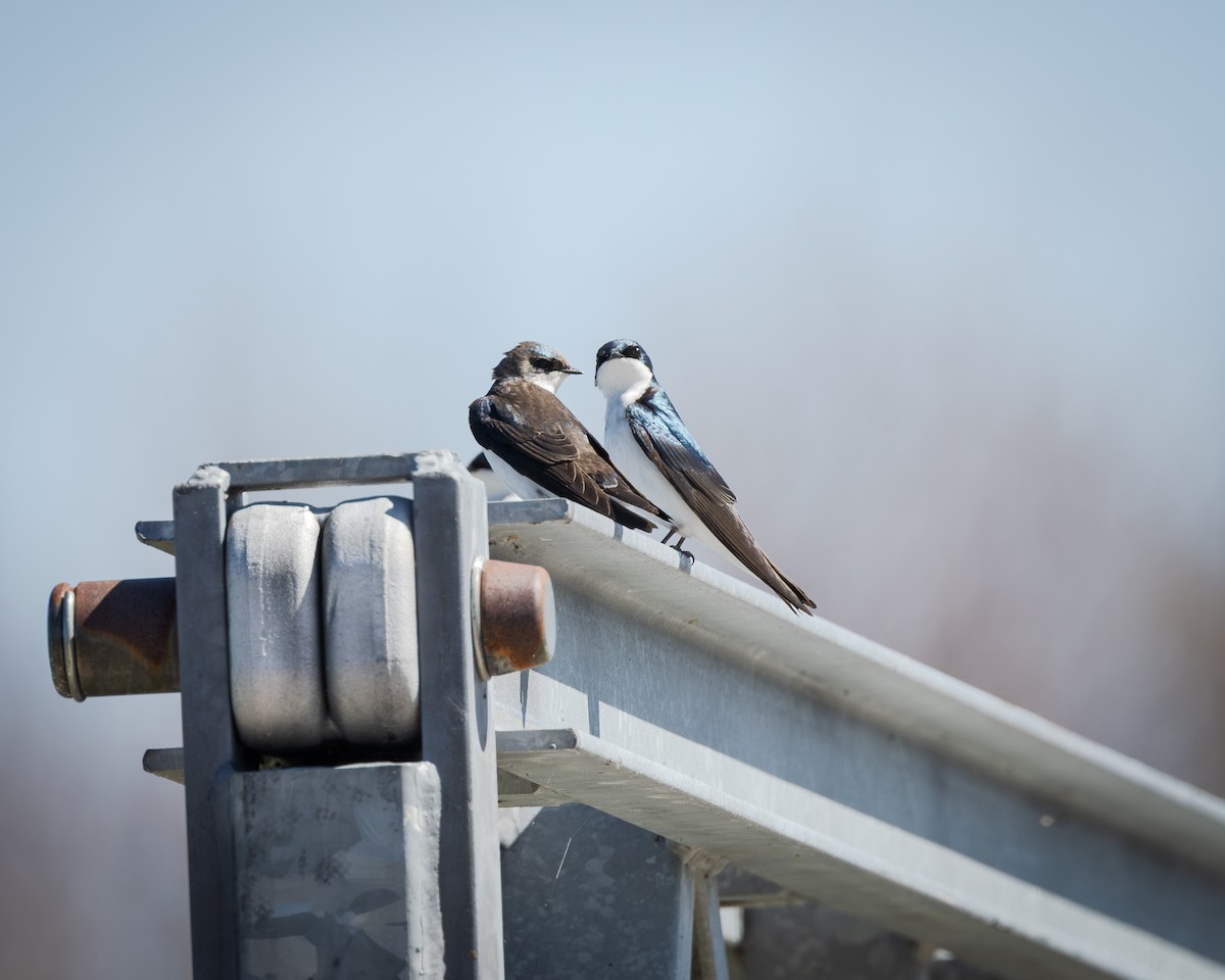 Tree Swallow - ML636007205