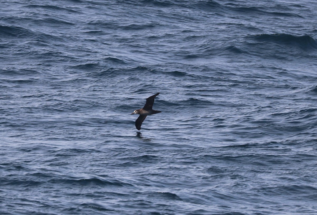 Black-footed Albatross - ML636007244