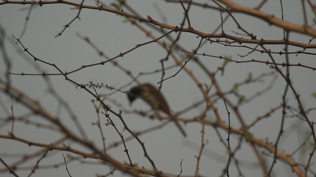 Red-whiskered Bulbul - ML636007263