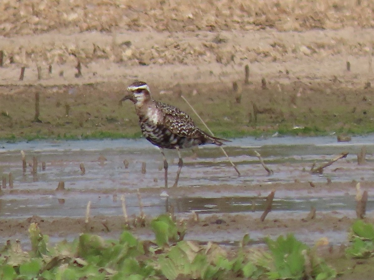 Black-bellied Plover - ML636007284
