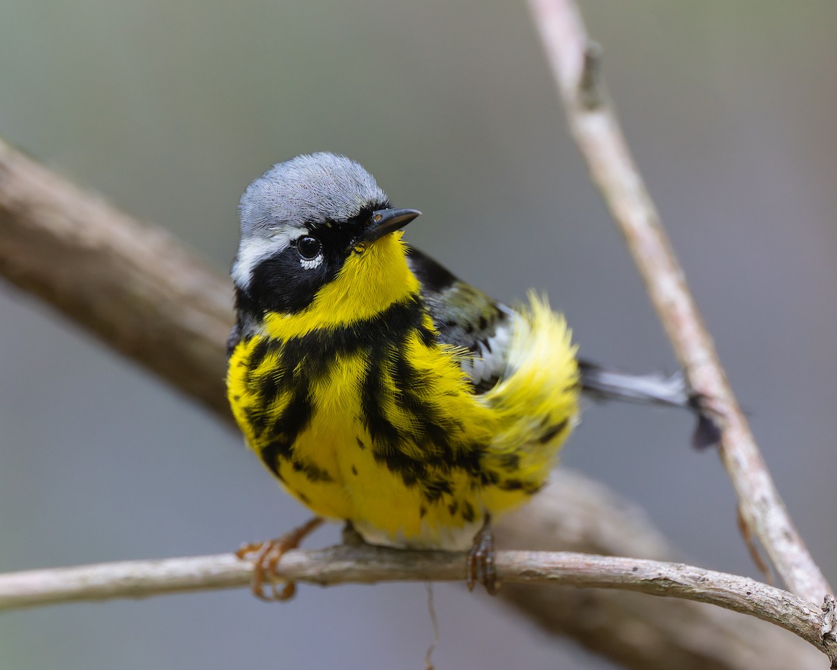 Magnolia Warbler - ML636007298