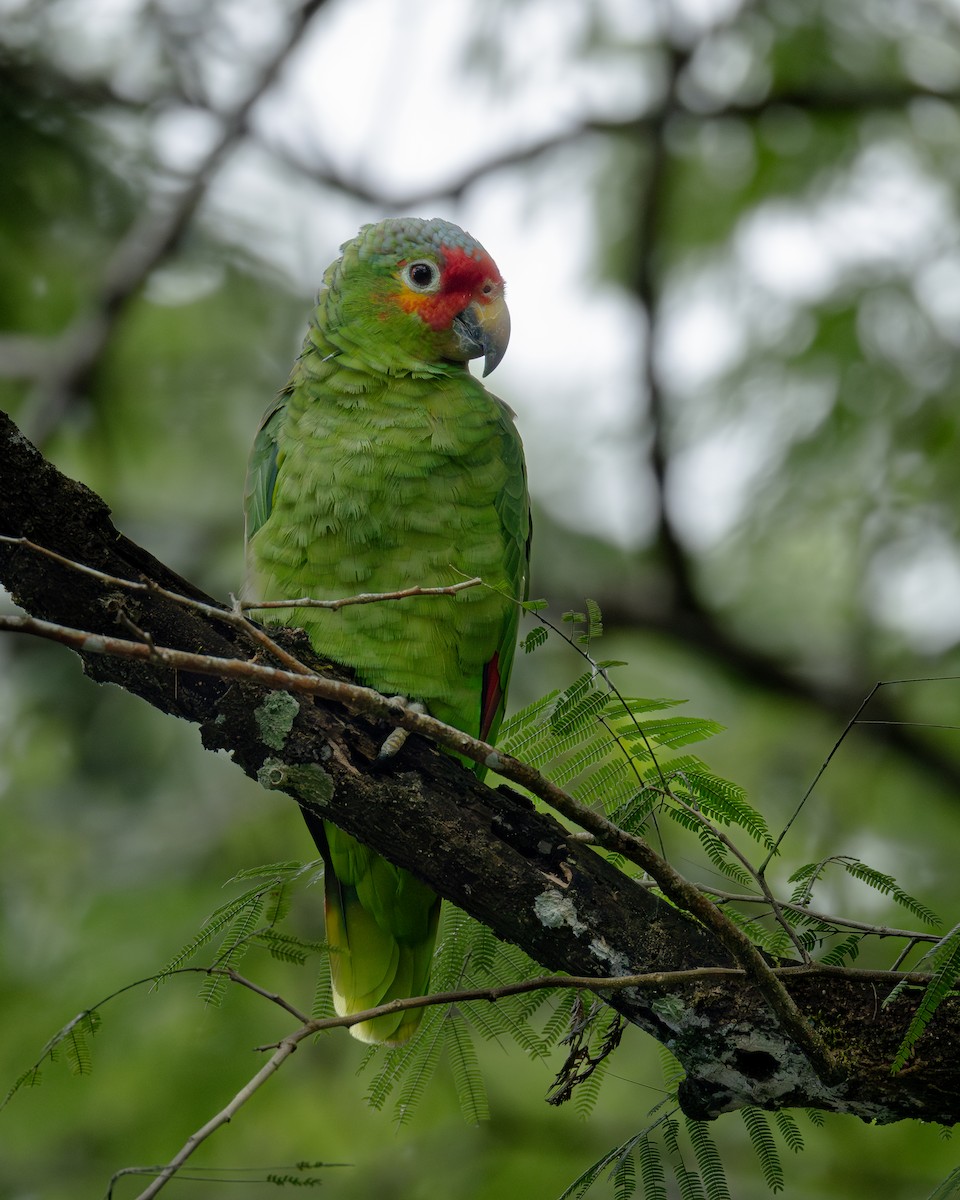 Red-lored Amazon - ML636007299