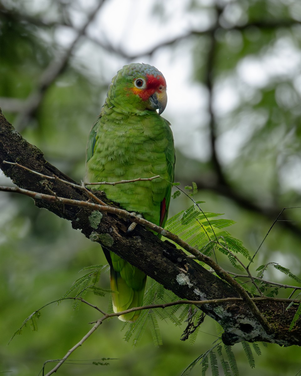 Red-lored Amazon - ML636007300