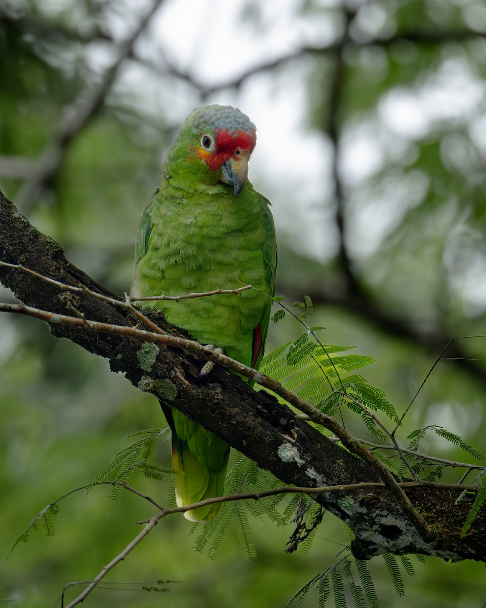 Red-lored Amazon - ML636007301