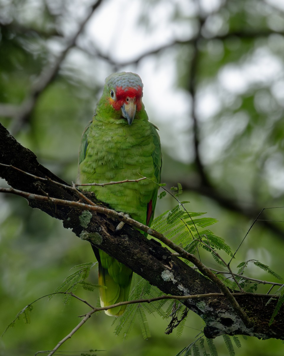 Red-lored Amazon - ML636007302