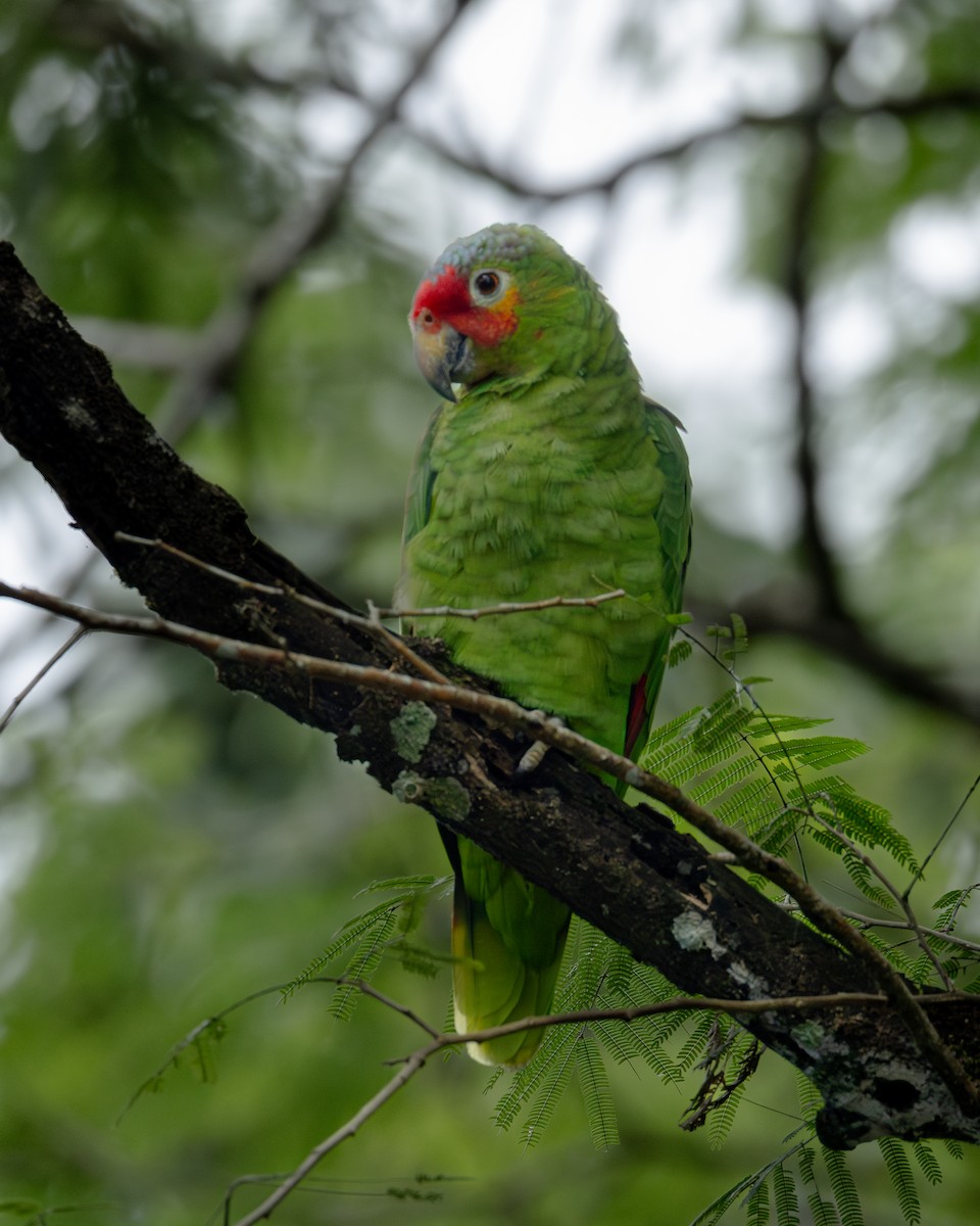 Red-lored Amazon - ML636007303