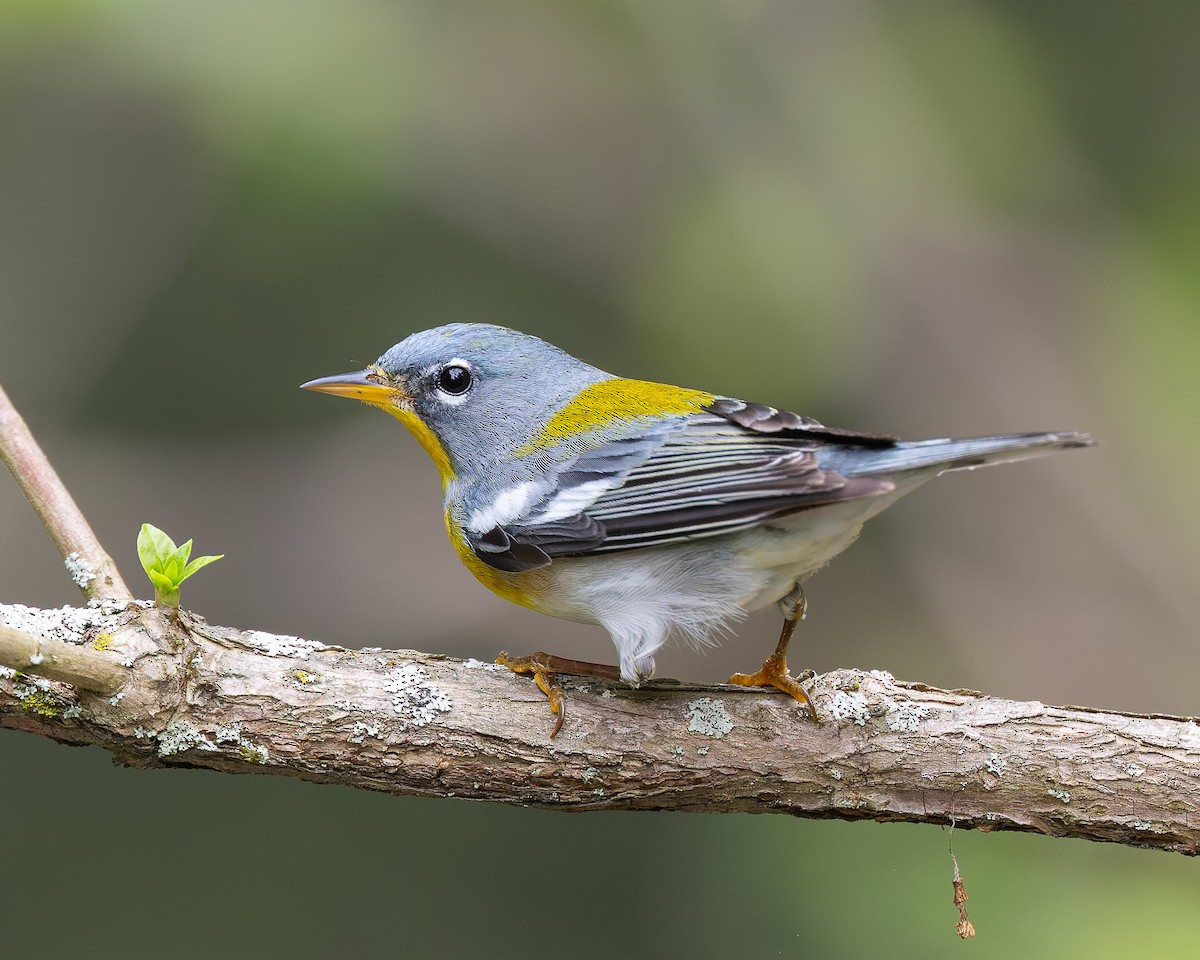 Northern Parula - ML636007306