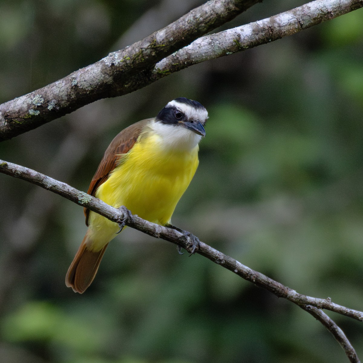 Great Kiskadee - ML636007313